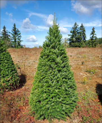 A Douglas fir with  a cone shape, soft needles that are blue-green to dark green, and a sweet fragrance. Its branches are sturdy and able to hold heavier ornaments, but it has moderate needle retention and requires regular watering to keep its needle