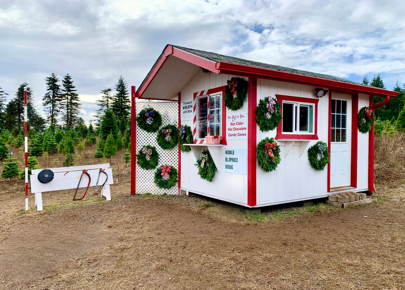 A candy cane colored cottage set in a field of Christmas trees, there is a rack of handsaws next to a striped red and white barber pole used for measuring tree height.