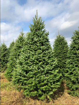 A Fraser fir with a pyramid shape, blue-green needles that are soft to the touch, and a pleasant scent. It has excellent needle retention, making it a great choice for indoor use, and is known for its sturdy branches that can support heavy ornaments.