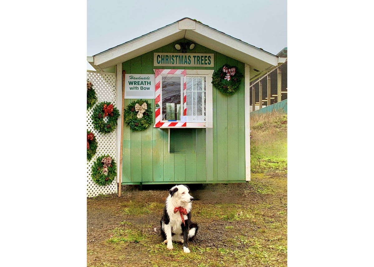 A green and white cottage with wreathes on the exterior with a black and white dog wearing a red bow sitting in front of it.
