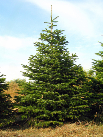 Nordmann fir attractive, symmetrical shape and glossy, dark green needles. Its needles are soft to the touch and do not shed easily